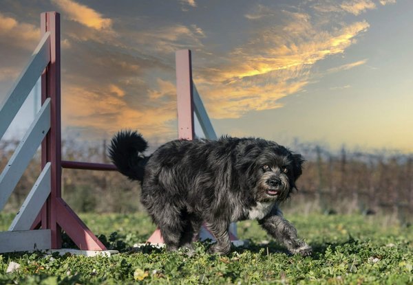 How can you find dog-friendly camping sites in the UK's national parks?